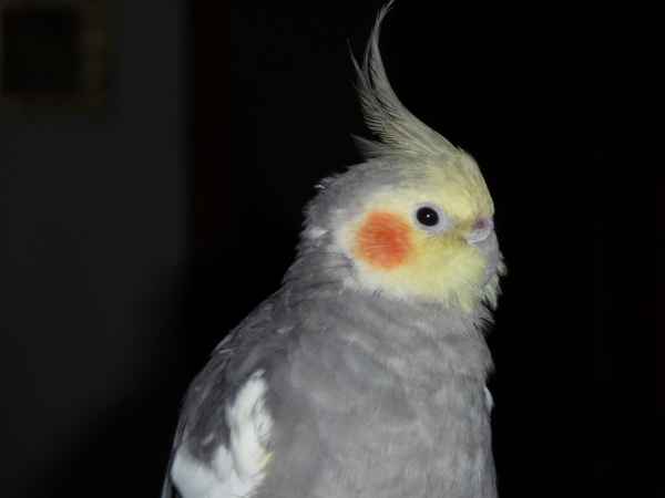 ...und nochmal Coco