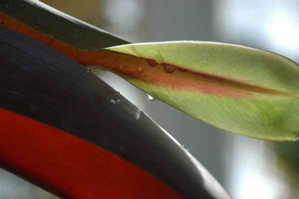 Bananenblüte 06