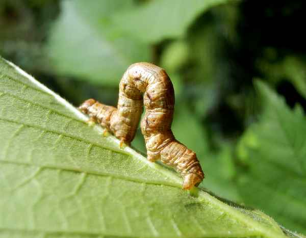 Raupe