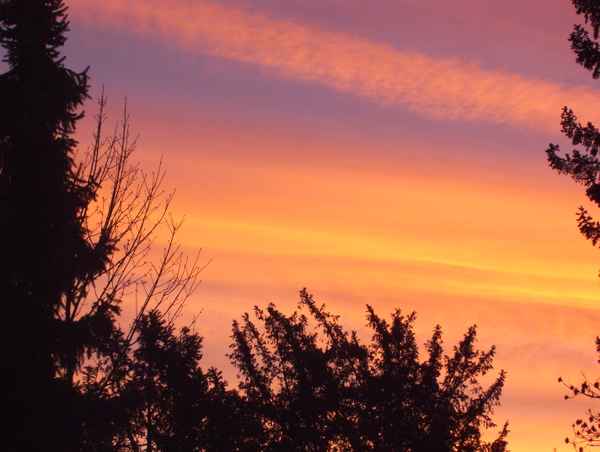 Sonnenaufgang zwischen Bäumen