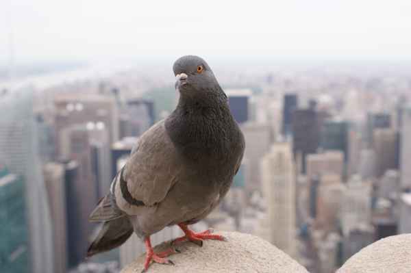 Taube in New York2
