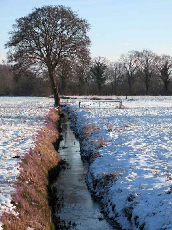 Winterbaum am Graben