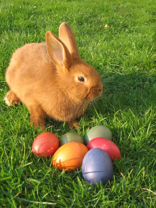 Osterhase