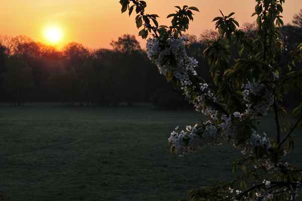 Kirschblüte im Morgenrot