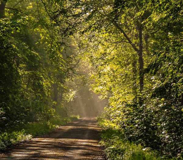 Morgens im Wald