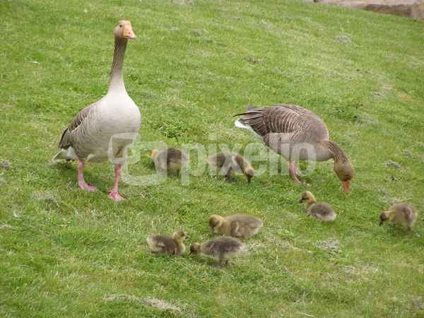 Gänsefamilie