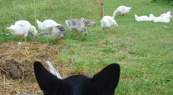 Gänsehüter