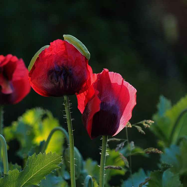 mohn im ersten morgenlicht 1