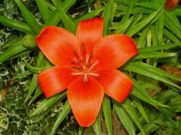 Rote Lilie