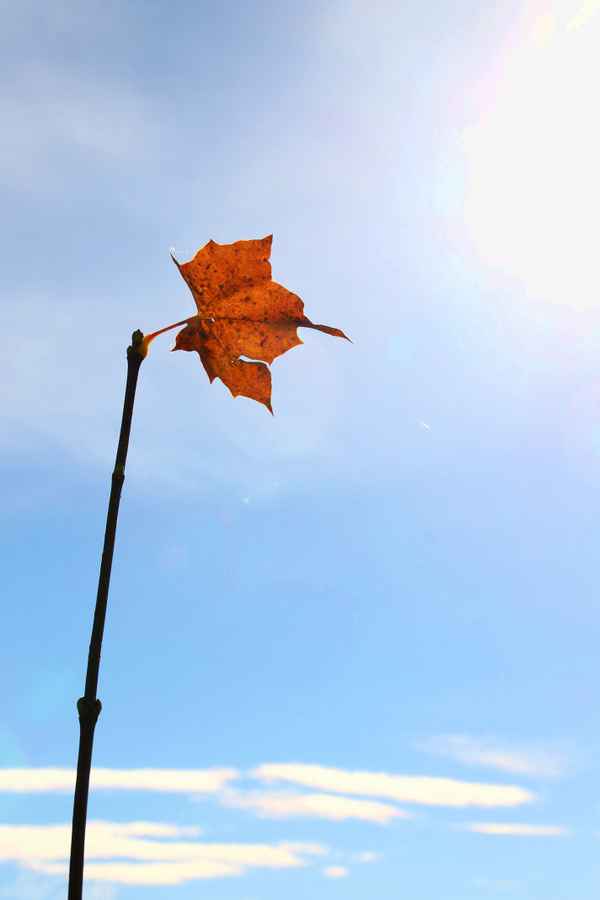 Ein Blatt - mehrere Perspektiven 03