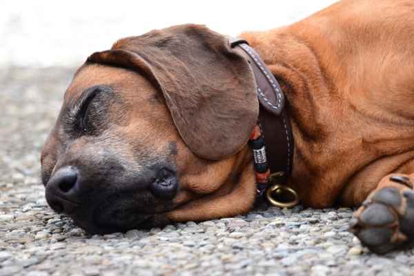 In der Hitze entspannt schlafender Hund
