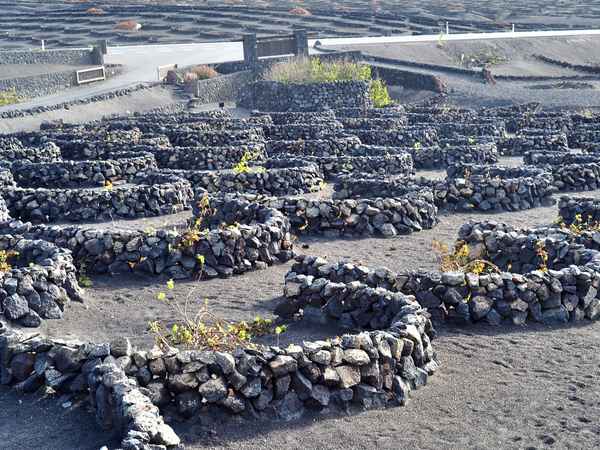 Weinanbau auf Lanzarote
