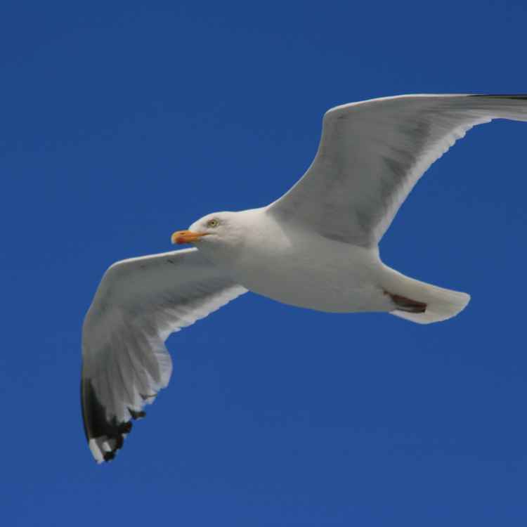 Möwe ( aufgenommen währen einer Boot'stour in Frankreich am Atlantik)
