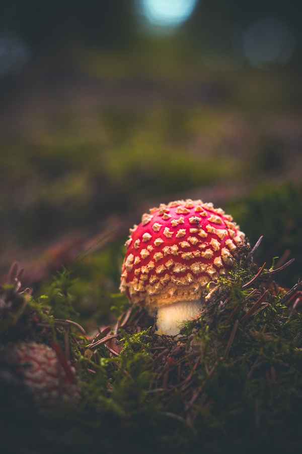 young fly agaric