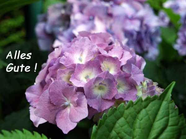 Alles Gute !