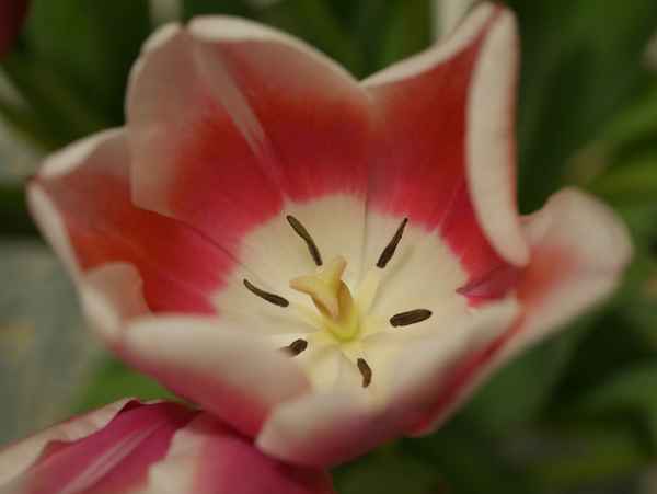 Rosa-weiße Tulpe