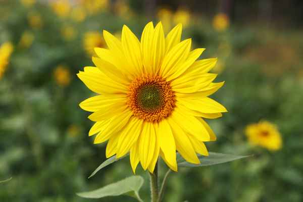Sonnenblume