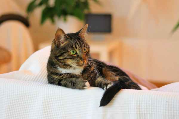 Katze