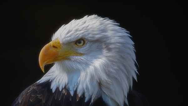 Weißkopfseeadler
