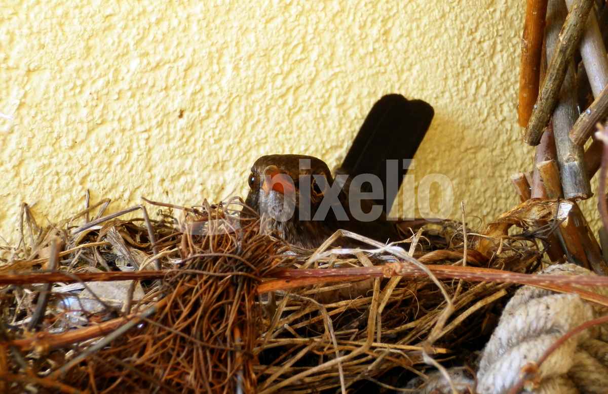 Brütende Amsel