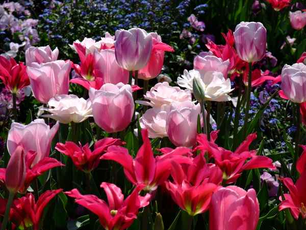 Tulpen rosa / rot