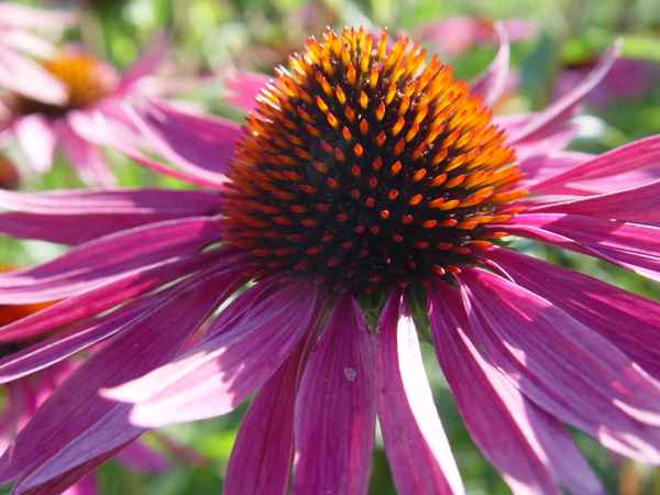 Sonnenhut, Echinacea
