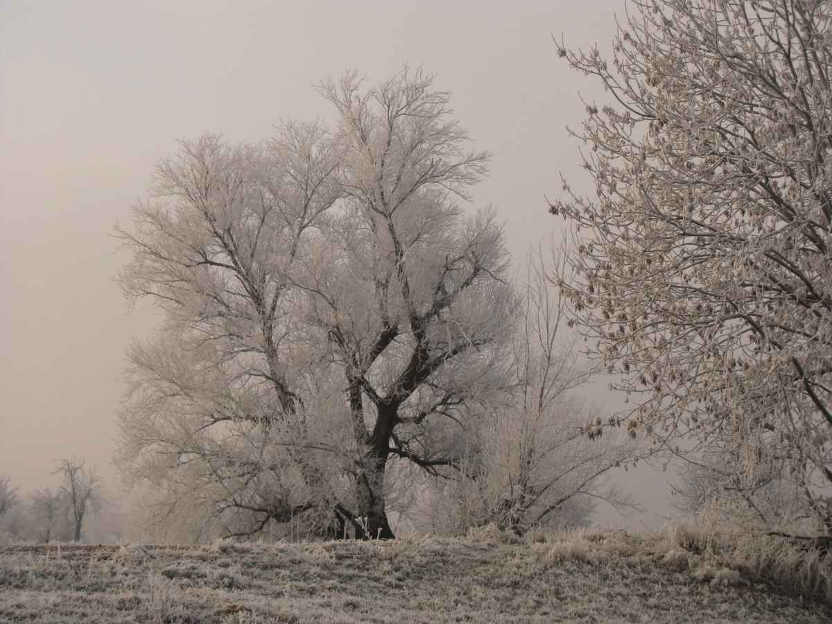 Winter und Raureif 41