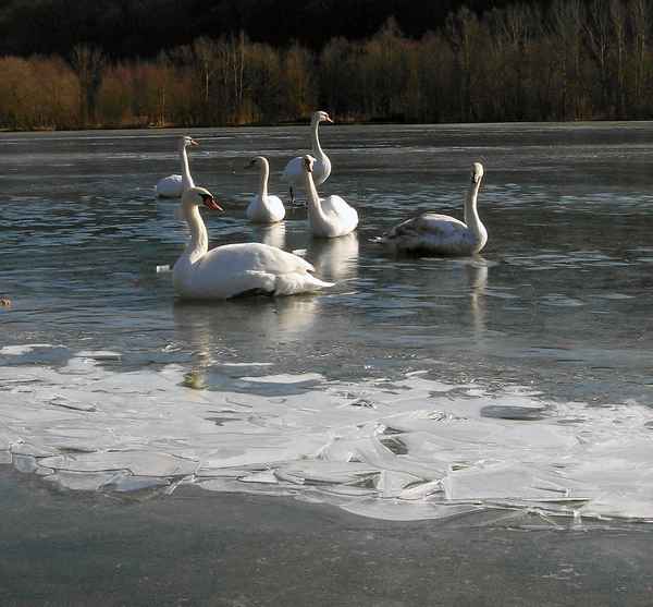 Schwäne im Winter 3