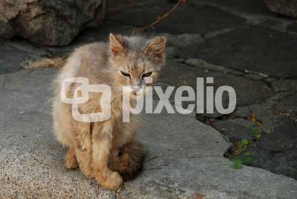Macavity