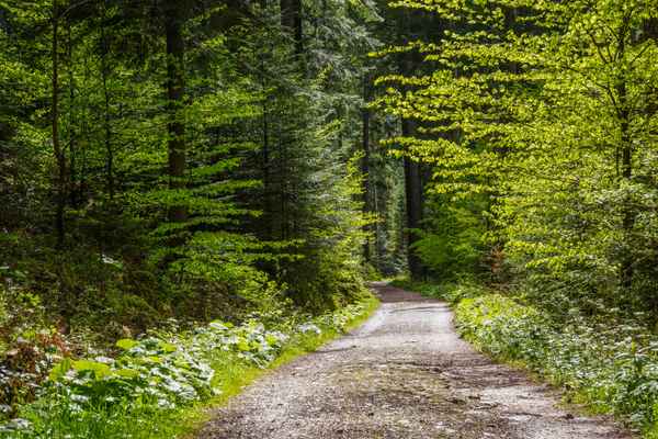 Waldwanderweg im Mai_2