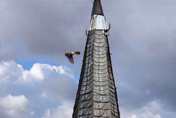 Turm-Falke