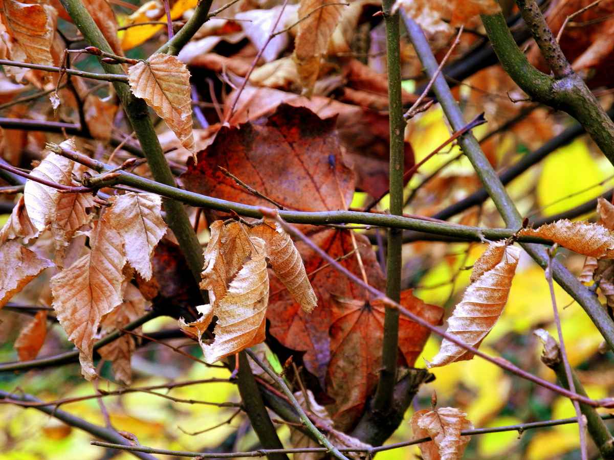 Herbstlaub