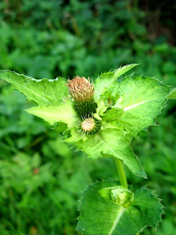 Distel