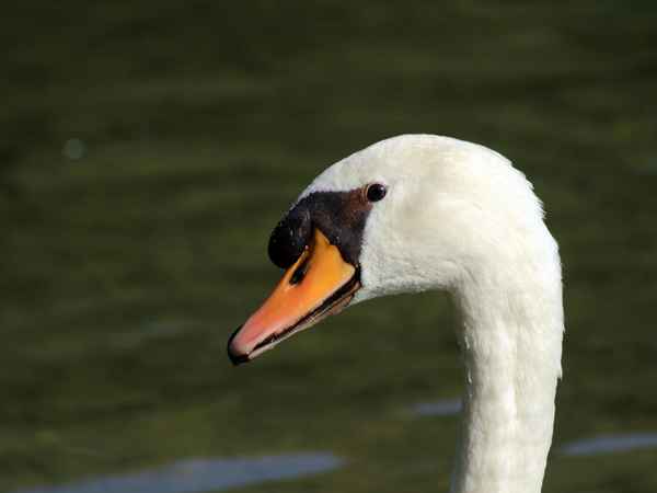 Schwänin im Profil