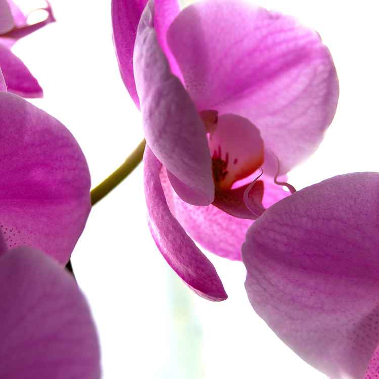 Orchidee