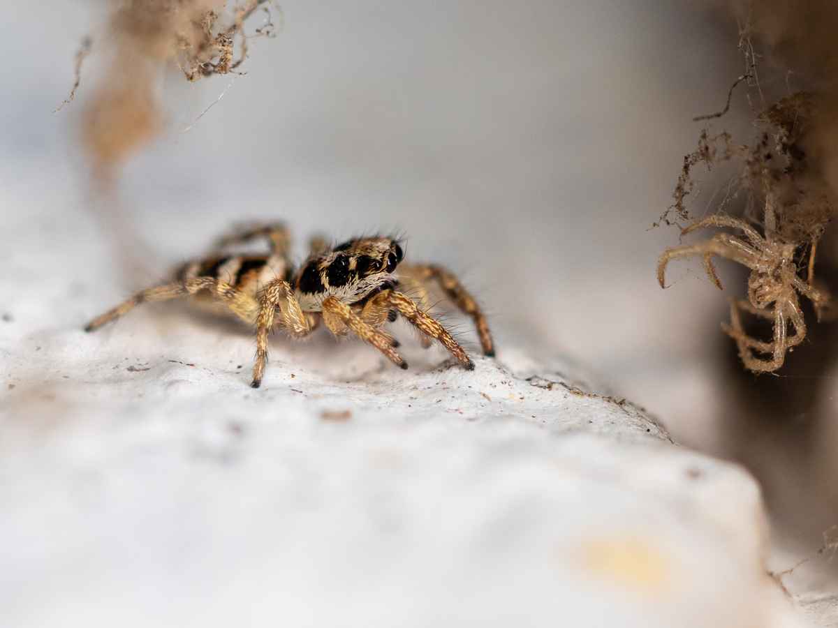 Zebraspringspinne_1