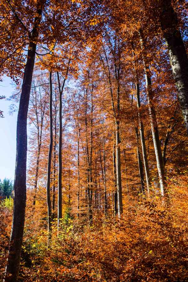 Buchenwald im Herbst 03