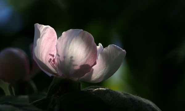 ich werde eine quitte