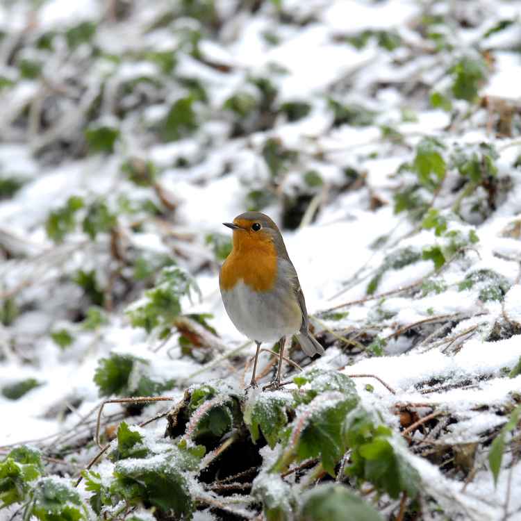 Rotkehlchen im Schnee 1