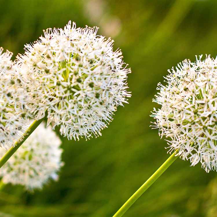 Allium II