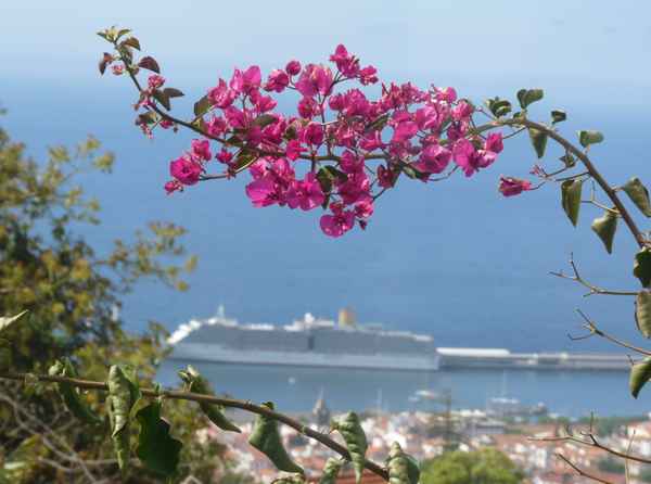 Bougainvillea über Funchal