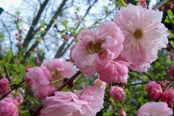 Mandelstrauchblüten