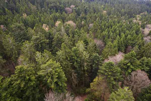 Bayerischer Wald