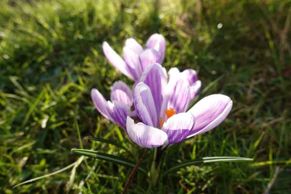 Krokusse