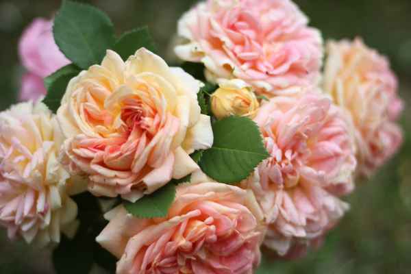 Englische Rosen