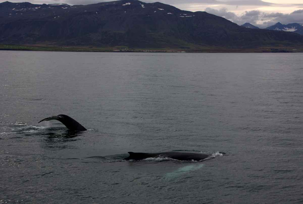 whale watching II