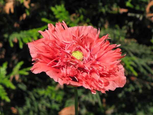 Mohnblume - mal anders