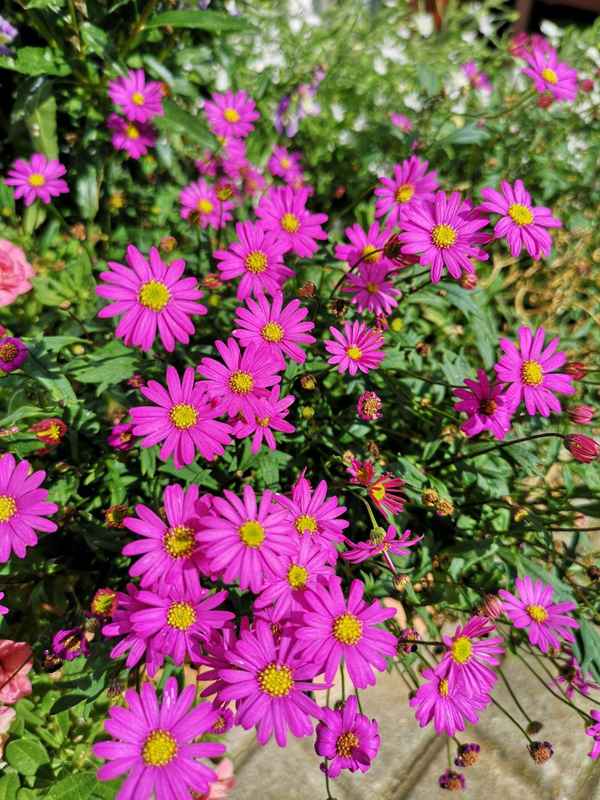 Kleine pinke Blüten