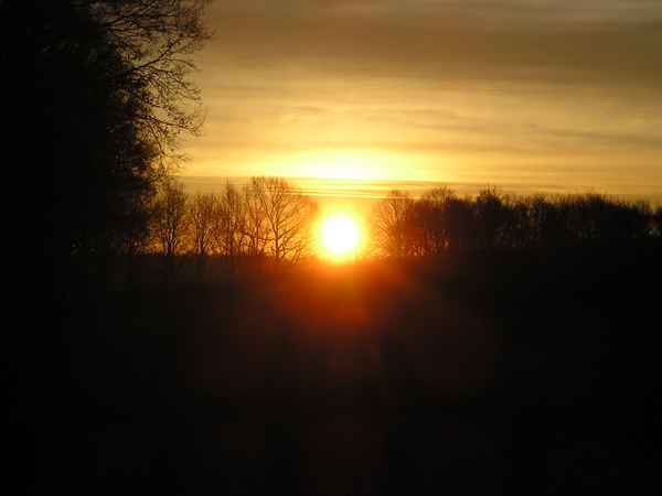 Sonnenkraft durch Baumreihe