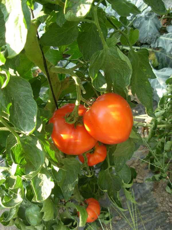Tomaten 3